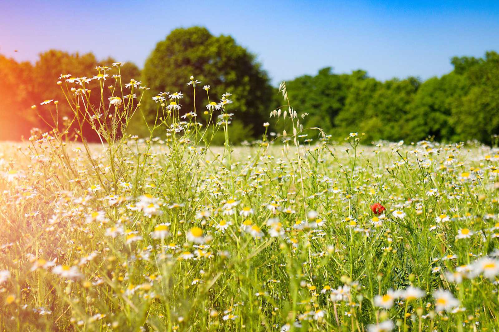 A bright, sunny field of wildflowers and green grass, representing the clean and usable space left behind after professional RV removal.